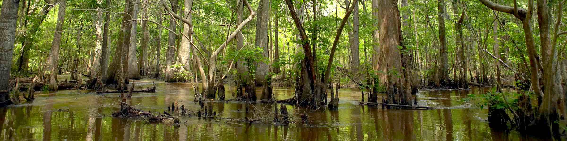 Swamp trees along the Altamaha River, Georgia.