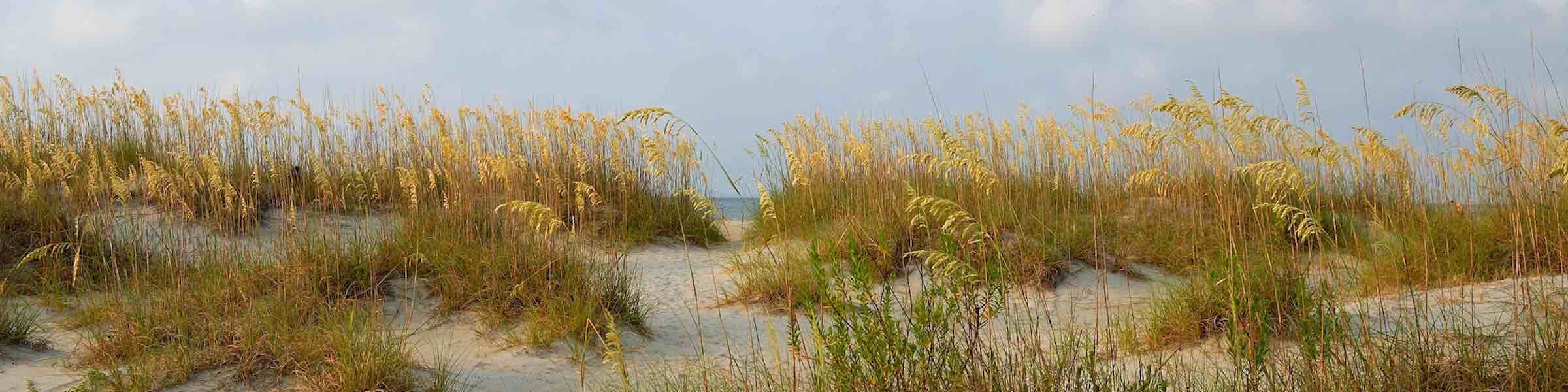 Dunes and grasses bordering on a beach.
