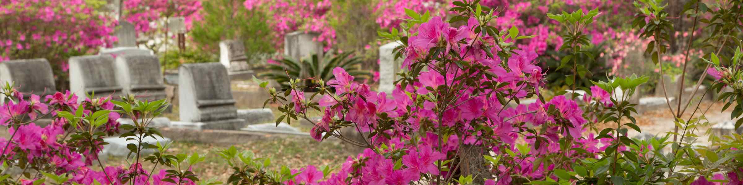 Azaleas in bloom in Savannah's Bonaventure Cemetery.