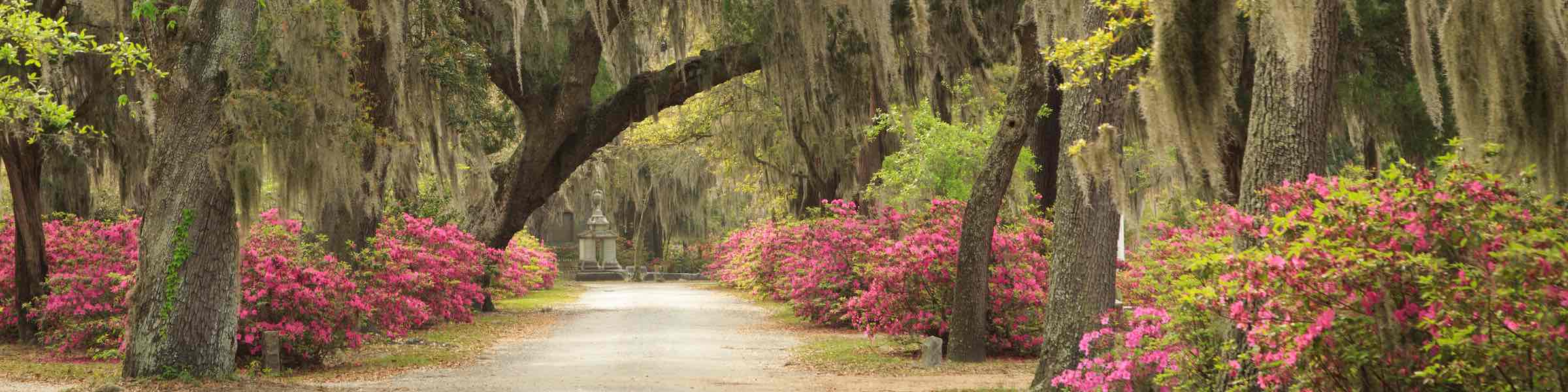 An azalea-and-oak-lined avenue in Bonaventure Cemetery, Savannah, GA.