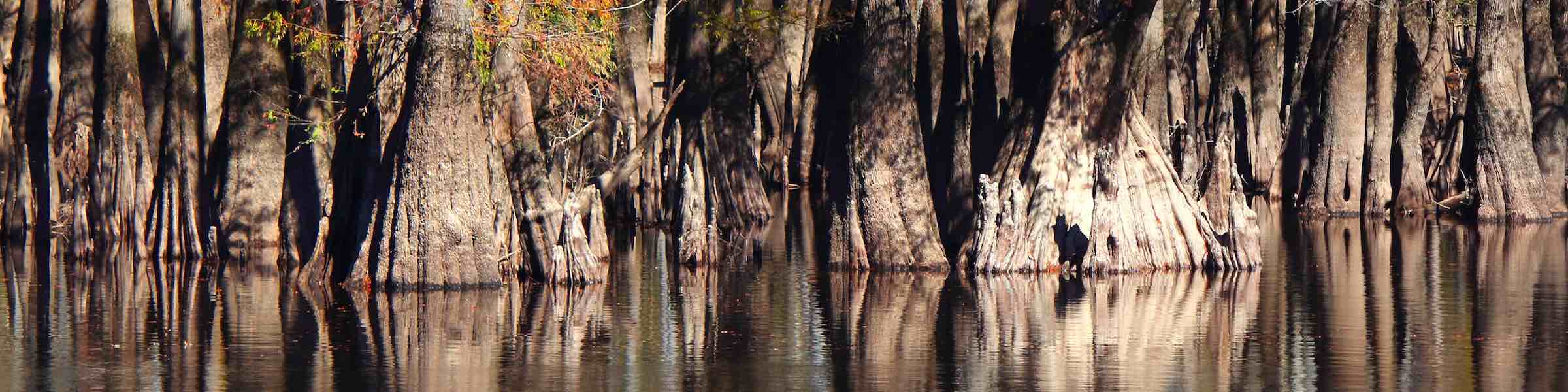 Cypress trees in the swamp.