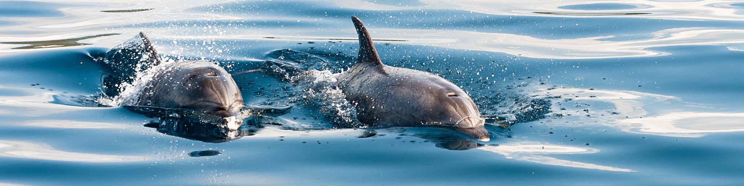 Two dolphins surfacing.