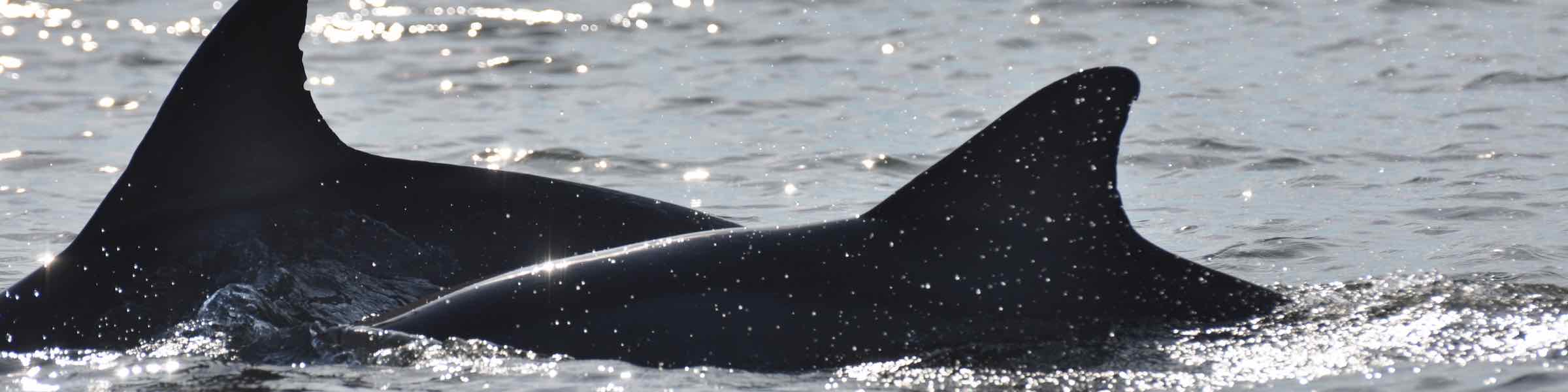 A pair of dolphins surfacing in Port Royal Sound, South Carolina.