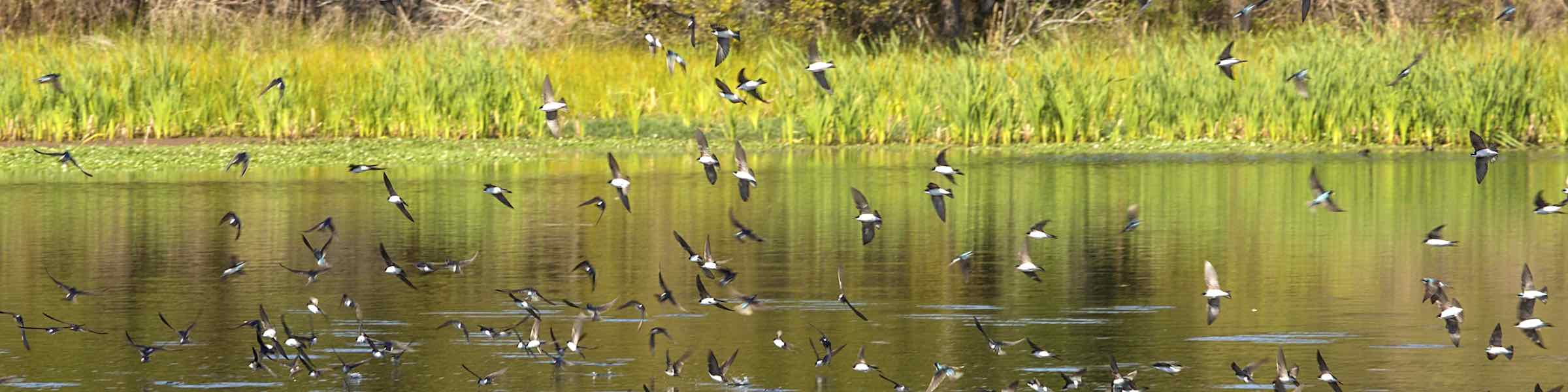 Flock of birds flying low over Goose Pond at Harris Neck National Wildlife Refuge.