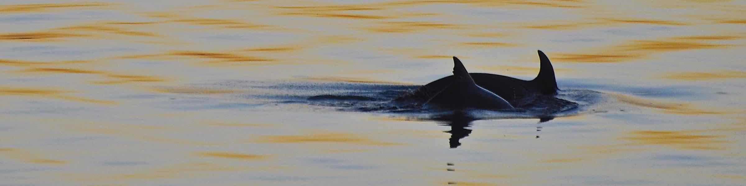 A pair of dolphins at sunset near Hilton Head Island, SC.