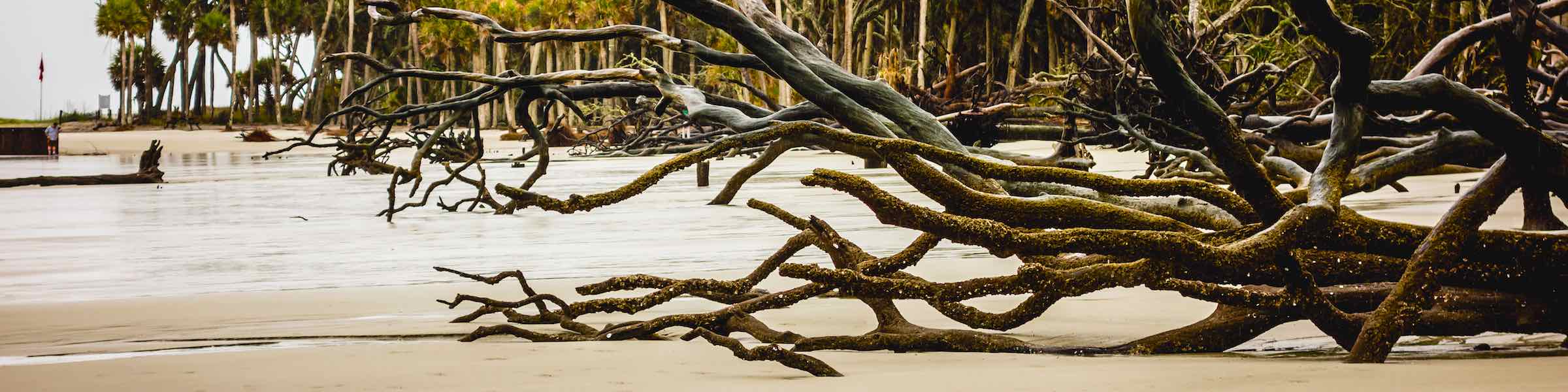 Driftwood on the beach at Hunting Island, SC.