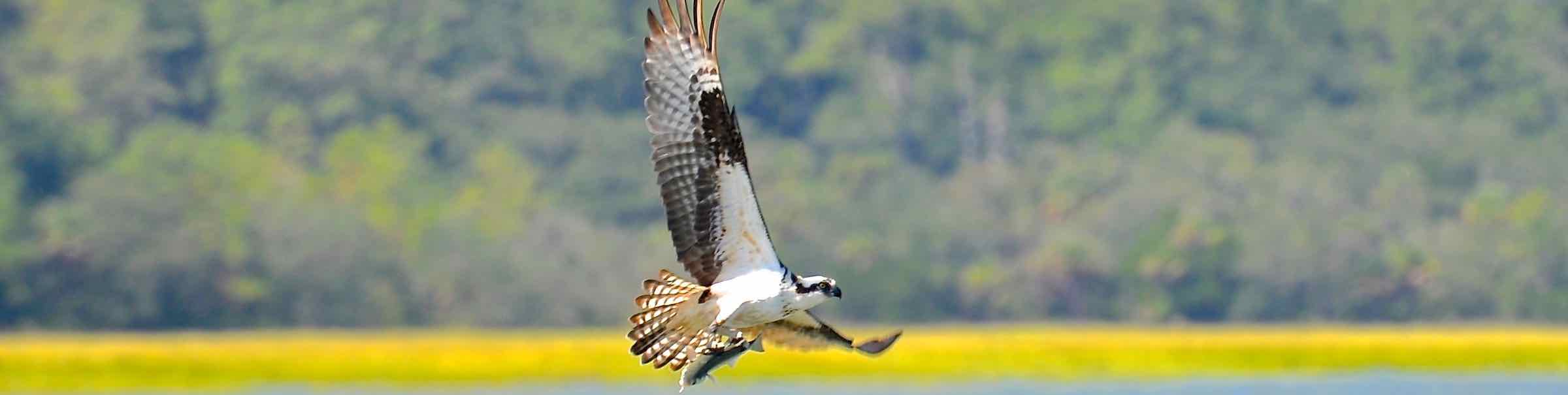 An osprey flying with a fish in its talons at Hilton Head Island, SC.