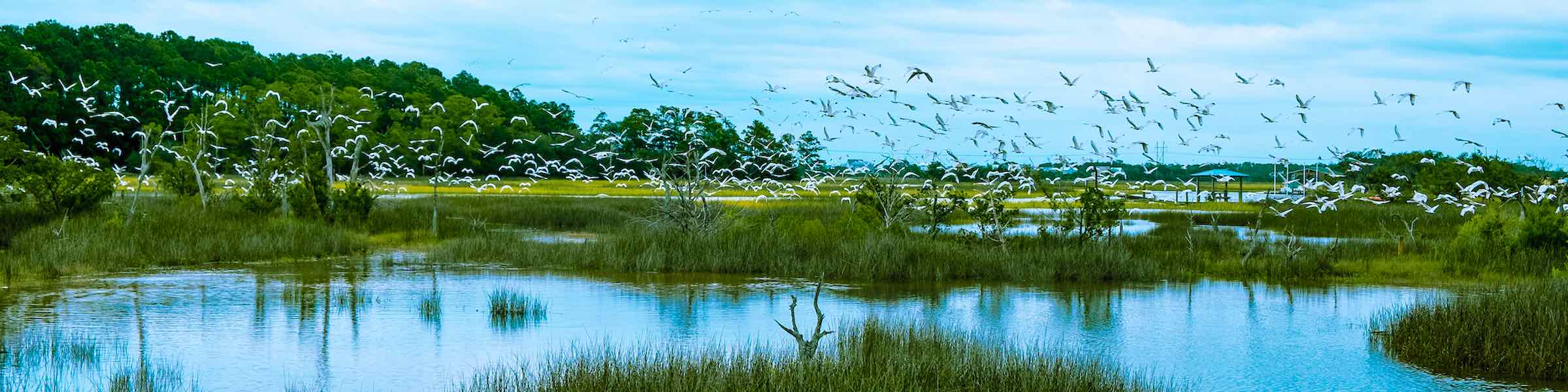 A flock of birds over the salt marshes near Hilton Head Island, SC.