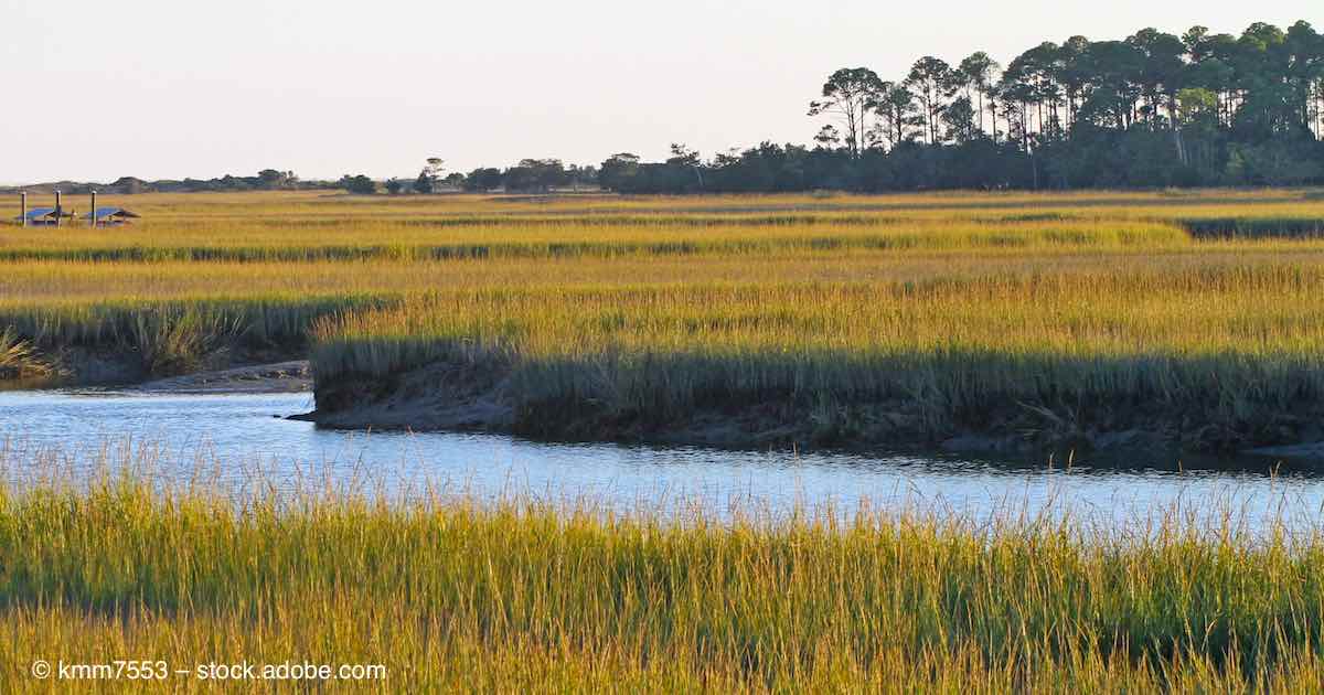 Savannah Nature Preserves, and Refuges of Coastal Georgia